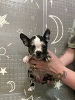 Venus , a female Frenchton for sale in Indianapolis, IN – Photo 3 of 10