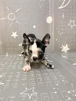 Venus , a female Frenchton for sale in Indianapolis, IN – Photo 8 of 10