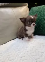 Mickey, a male Chihuahua for sale in Indianapolis, IN – 5 of 8