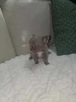 Ivys princess , a female Chihuahua for sale in Indianapolis, IN – 7 of 10