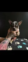 Beans, a male Frenchton for sale in Indianapolis, IN – Photo 2 of 9