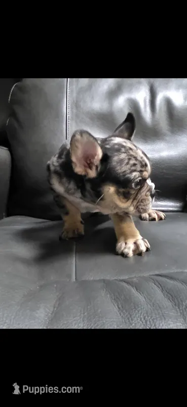 Beans – Frenchton puppy for sale in Indianapolis, IN