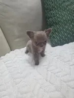 Ivys princess , a female Chihuahua for sale in Indianapolis, IN – 10 of 10