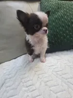 Bear , a male Chihuahua for sale in Indianapolis, IN – 9 of 9