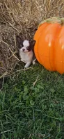 Pumpkin , a male Chihuahua for sale in Indianapolis, IN – 4 of 10