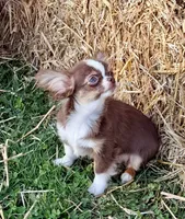 Boo, a male Chihuahua for sale in Indianapolis, IN – 1 of 7