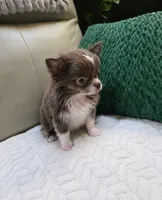 Mickey, a male Chihuahua for sale in Indianapolis, IN – 6 of 8