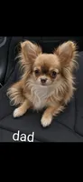 Ryder, a male Chihuahua for sale in Indianapolis, IN – 10 of 10