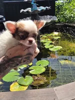 Pixie , a female Chihuahua for sale in Indianapolis, IN – 9 of 10