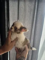 Pixie , a female Chihuahua for sale in Indianapolis, IN – 4 of 10