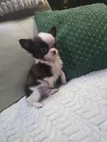 Bear , a male Chihuahua for sale in Indianapolis, IN – 6 of 9