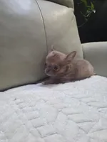 Ryder, a male Chihuahua for sale in Indianapolis, IN – 2 of 10