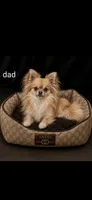 Ryder, a male Chihuahua for sale in Indianapolis, IN – 9 of 10
