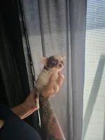 Pixie , a female Chihuahua for sale in Indianapolis, IN – 5 of 10
