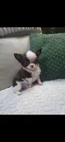 Bear , a male Chihuahua for sale in Indianapolis, IN – 2 of 9
