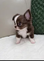 Reese , a male Chihuahua for sale in Indianapolis, IN – 2 of 6
