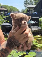 Bingo, a female Chihuahua for sale in Indianapolis, IN – 4 of 8