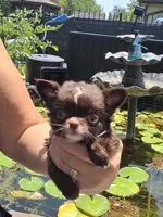 Flower, a female Chihuahua for sale in Indianapolis, IN – 3 of 10