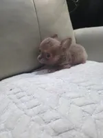 Ryder, a male Chihuahua for sale in Indianapolis, IN – 6 of 10
