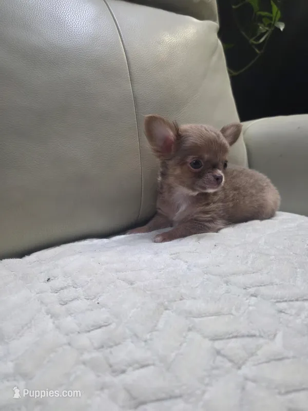 Ryder – Chihuahua puppy for sale in Indianapolis, IN