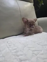 Ryder, a male Chihuahua for sale in Indianapolis, IN – 3 of 10
