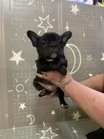Midnight, a male Frenchton for sale in Indianapolis, IN – Photo 5 of 8