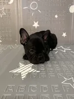 Midnight, a male Frenchton for sale in Indianapolis, IN – Photo 3 of 8