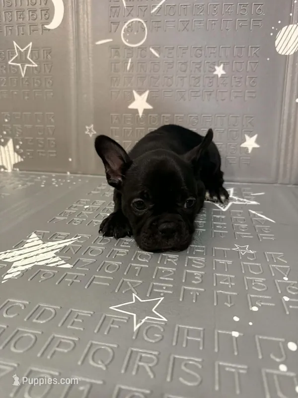 Midnight – Frenchton puppy for sale in Indianapolis, IN