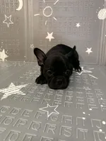 Midnight, a male Frenchton for sale in Indianapolis, IN – Photo 1 of 8