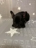 Midnight, a male Frenchton for sale in Indianapolis, IN – Photo 2 of 8