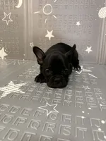 Midnight, a male Frenchton for sale in Indianapolis, IN – Photo 8 of 8