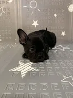 Midnight, a male Frenchton for sale in Indianapolis, IN – Photo 7 of 8