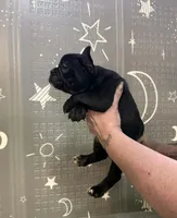 Midnight, a male Frenchton for sale in Indianapolis, IN – Photo 4 of 8