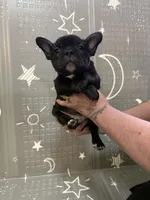 Midnight, a male Frenchton for sale in Indianapolis, IN – Photo 6 of 8
