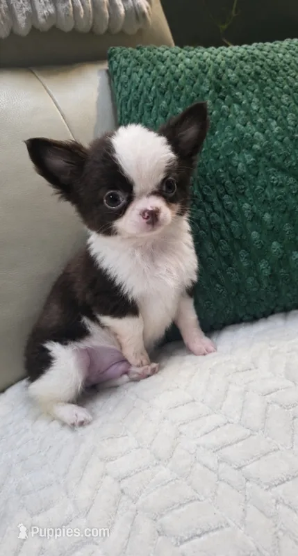 Bear  – Chihuahua puppy for sale in Indianapolis, IN