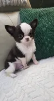 Bear , a male Chihuahua for sale in Indianapolis, IN – 1 of 10