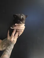 Flower, a female Chihuahua for sale in Indianapolis, IN – 2 of 10