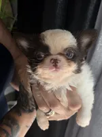 Pixie , a female Chihuahua for sale in Indianapolis, IN – 10 of 10