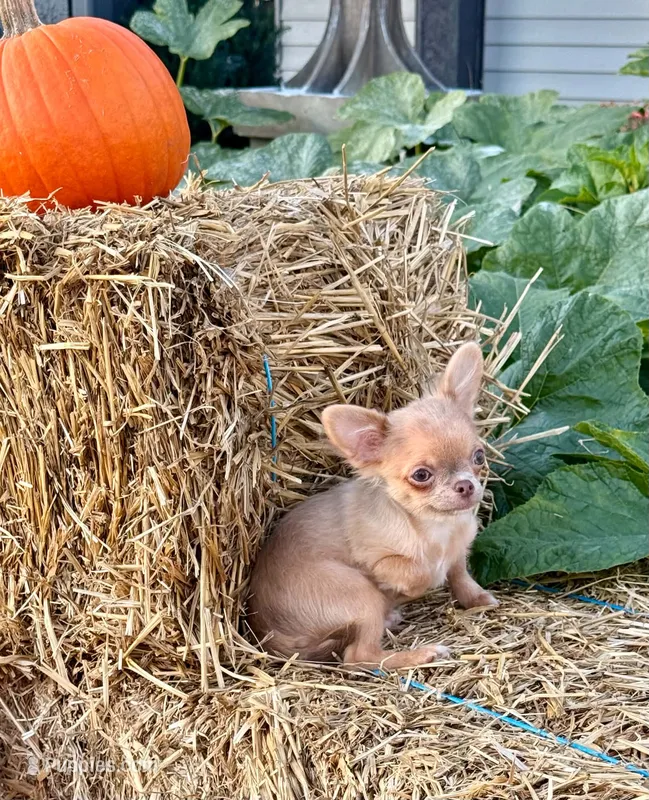Ghost  – Chihuahua puppy for sale in Indianapolis, IN