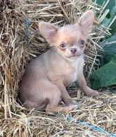 Ghost , a male Chihuahua for sale in Indianapolis, IN – 4 of 7