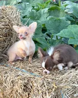 Ghost , a male Chihuahua for sale in Indianapolis, IN – 6 of 7