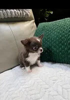 Mickey, a male Chihuahua for sale in Indianapolis, IN – 2 of 8