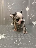 Star, a female Frenchton for sale in Indianapolis, IN – Photo 2 of 10