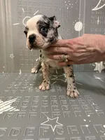 Star, a female Frenchton for sale in Indianapolis, IN – Photo 10 of 10