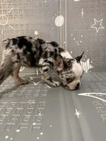 Star, a female Frenchton for sale in Indianapolis, IN – Photo 8 of 10