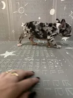 Star, a female Frenchton for sale in Indianapolis, IN – Photo 4 of 10