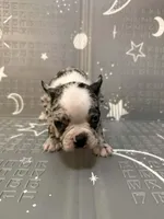 Star, a female Frenchton for sale in Indianapolis, IN – Photo 3 of 10