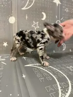 Star, a female Frenchton for sale in Indianapolis, IN – Photo 5 of 10