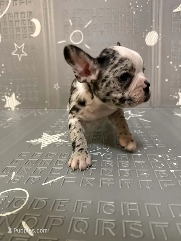 Star – Frenchton puppy for sale in Indianapolis, IN