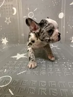 Star, a female Frenchton for sale in Indianapolis, IN – Photo 1 of 10